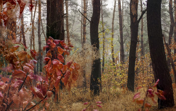 in den herbstlichen Wald / ***