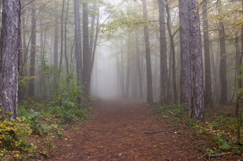 Misty forest / ...