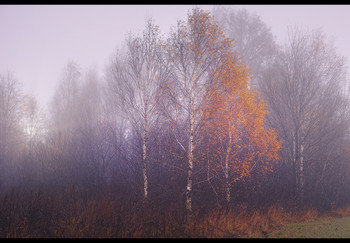 Herbstnebel / ...