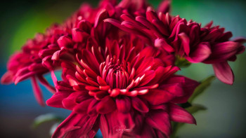  / Flowers