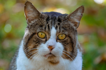 Gato en los parques. / Gato de colonias que tienen los parques.