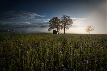 Nebel im Herbst / Eichen