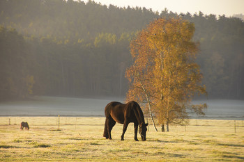 Herbstmorgen. / ***