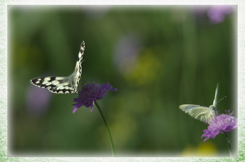 Two Butterfly / Schachbrettfalter un Kohlweissling