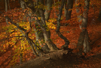 Autumn forest / ***