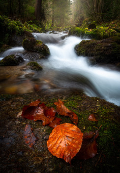 Autumn stream / Autumn stream near my home. :)