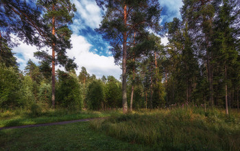 Winterwald / ***