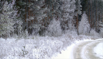 Winterwald / ***