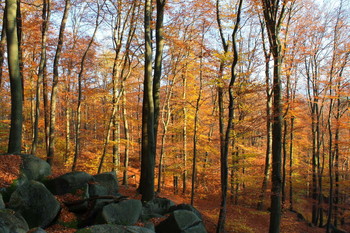 Natur / Natur