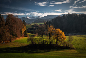 Spätherbst / Eichen