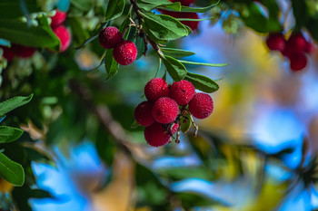 Frutos del madroño. / Árbol del madroño con sus frutos.