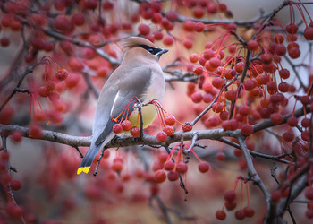 Cedar waxwing / ***