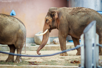 Elefant / ***