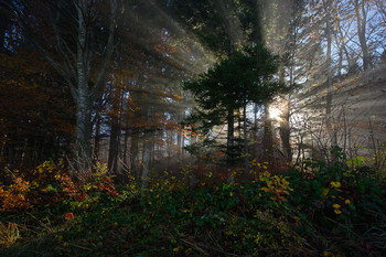 Nebel / Nebelstimmung im Salzburger Land