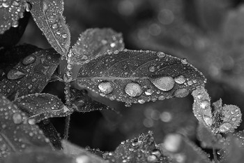 Tropfen / ***