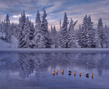 Schwanensee / ------