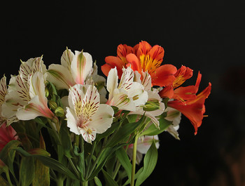 Alstroemeria / ***