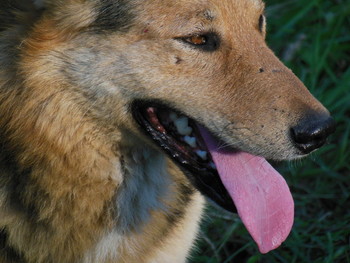 Doggie / ***
