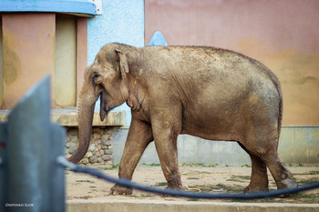 Elefant / ***