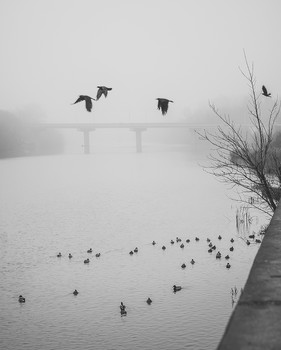  / Foggy Morning///