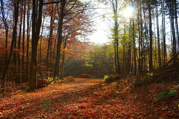 Natur / Natur