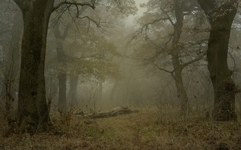 Nebel zerstreut / ***