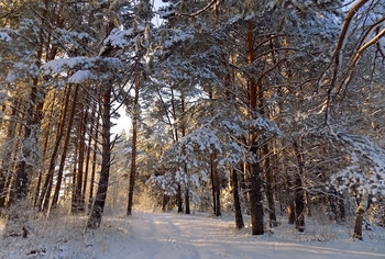 Winterwald / ***
