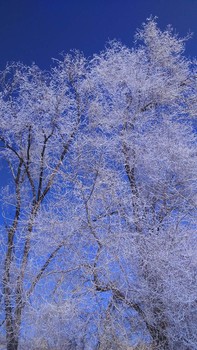 Rime / ***