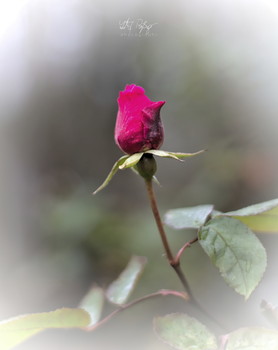 Winterrose / Eine Rosenblüte im Dezember.