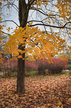 Im Herbst des Parks ... / ***