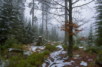 Der erste Schnee / ***