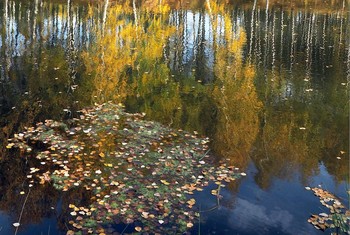 Blattfall / ***