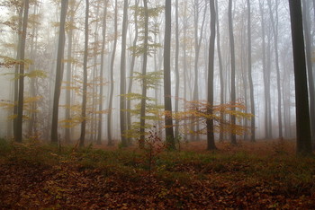 Nebliger Morgen / ***