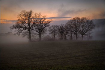 Abendstimmung / Eichen