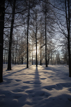 Die kurze Wintertag / ***