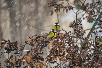 Winter / ***