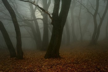 Nebel zerstreut / ***