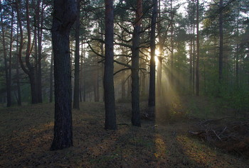 Morgen in den Wald / .....