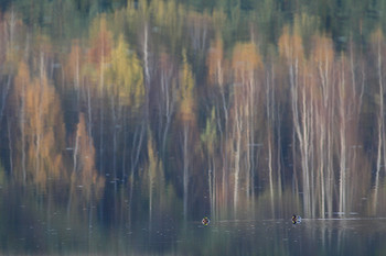 Herbstfarben / ***