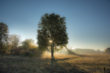 Birke / ***