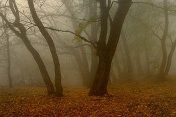 Nebliger Morgen / ***