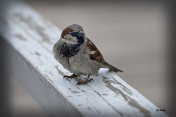 Spatz / ***