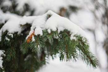 Der erste Schnee / ***