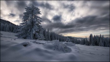Fichte / Winter