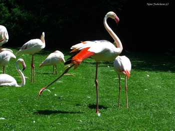 Flamingo / ***