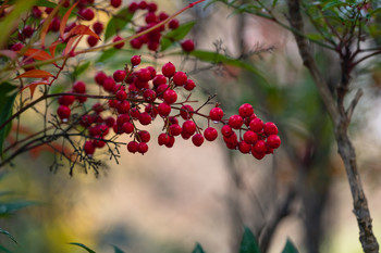 El paso del invierno. / De la serie el jardín en invierno.