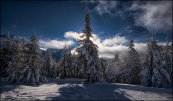 Bergfichten / Im Schnee
