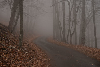 Verschwinden in den Nebel / ***