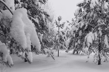 Winterschlaf / ***