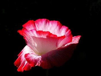 Carmen / ***